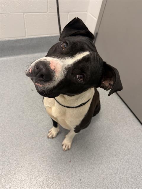 Shelter Stray Female Dog last seen Near , Indianapolis, IN 46221