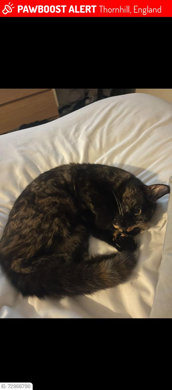 Lost Female Cat last seen Hinkler Rd, Thornhill, England 