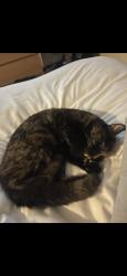Lost Female Cat last seen Hinkler Rd, Thornhill, England 