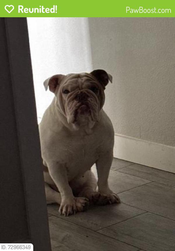 Reunited Female Dog last seen Near cr 117, Floresville, TX 78114