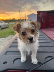Lost Female Dog last seen Near hwy 90, Sealy, TX 77474