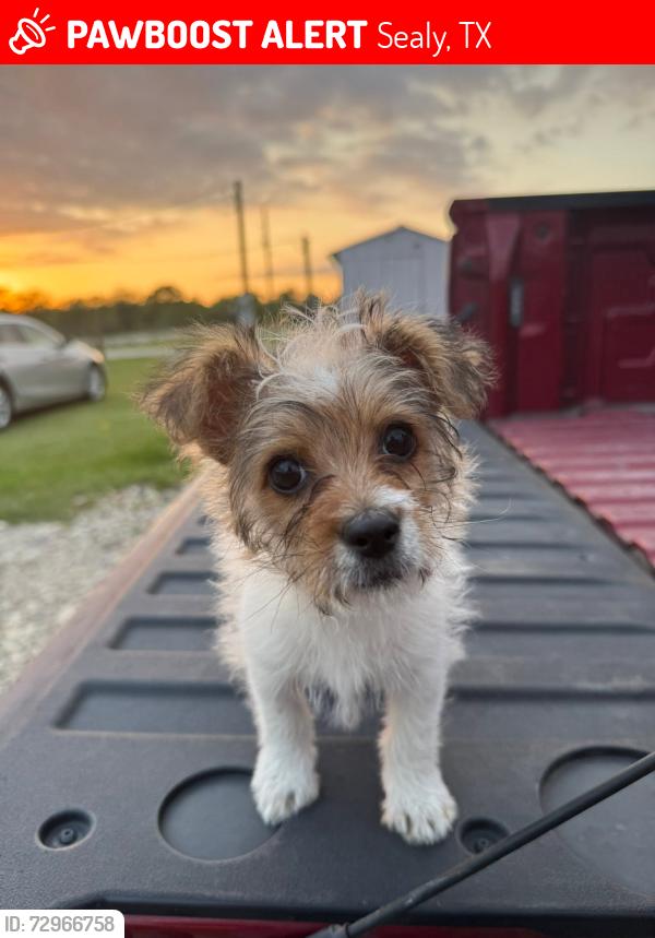 Lost Female Dog last seen Near hwy 90, Sealy, TX 77474