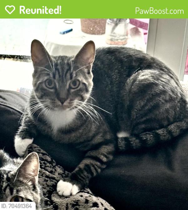 Reunited Male Cat last seen Atlantic ave , Pompano Beach, FL 33060