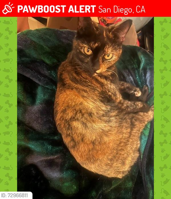 Lost Female Cat last seen Convoy Ct & Hickkman Field Dr, San Diego, CA 92117