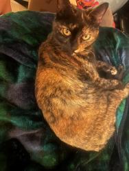 Lost Female Cat last seen Convoy Ct & Hickkman Field Dr, San Diego, CA 92117