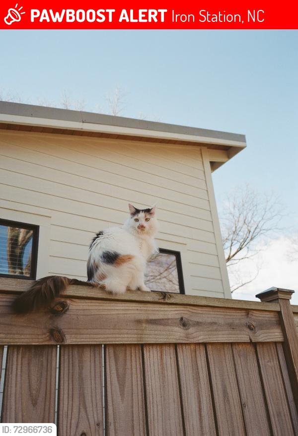 Lost Female Cat last seen Monterey Drive , Iron Station, NC 28080