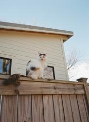 Lost Female Cat last seen Monterey Drive , Iron Station, NC 28080