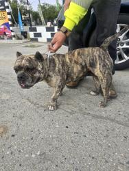 Found/Stray Female Dog last seen San Jose Figueres and Alum Rock Avenue, San Jose, CA 95116