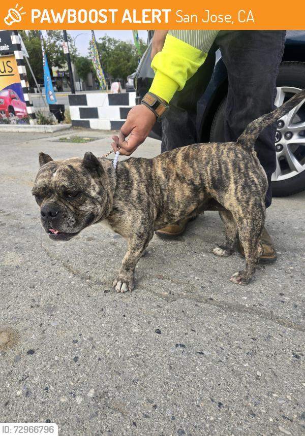 Found/Stray Female Dog last seen San Jose Figueres and Alum Rock Avenue, San Jose, CA 95116