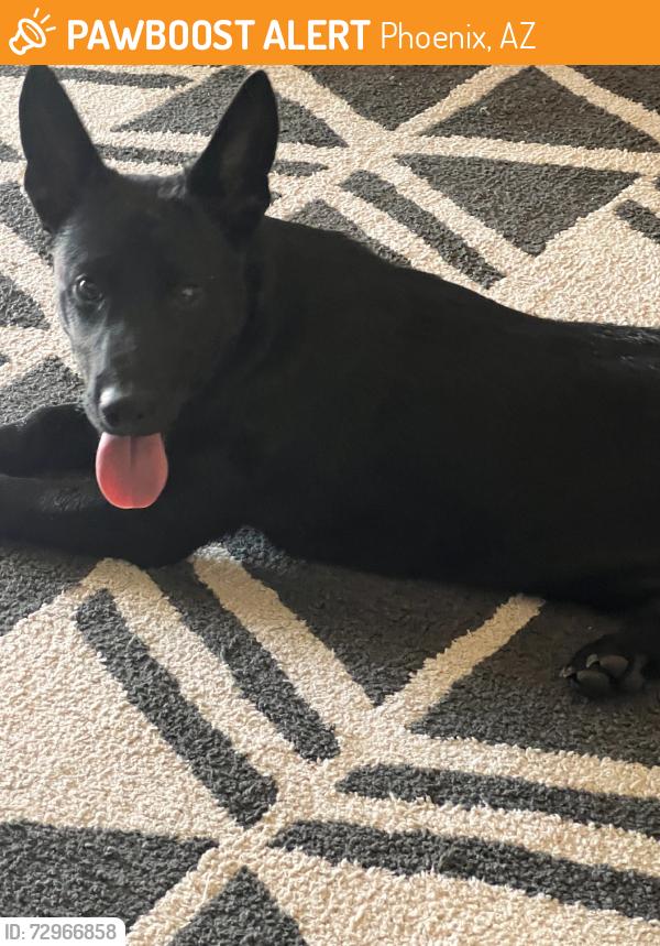 Found/Stray Male Dog last seen Cesar Chavez Park Laveen Village, Phoenix, AZ 85339