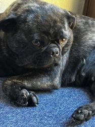Reunited Female Dog last seen A St, Antioch, CA 94509