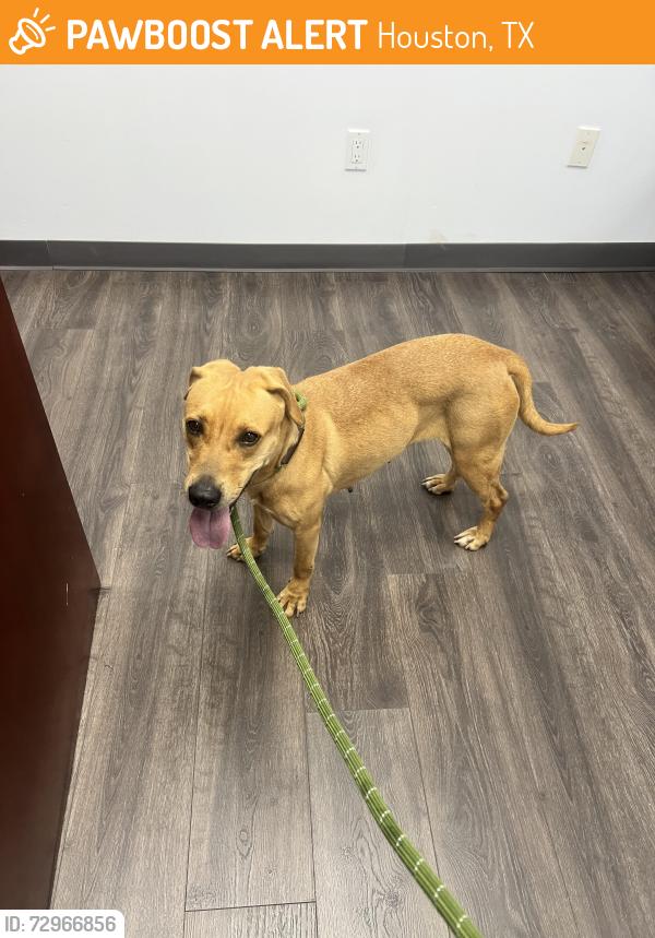 Found/Stray Female Dog last seen Near , Houston, TX 77071