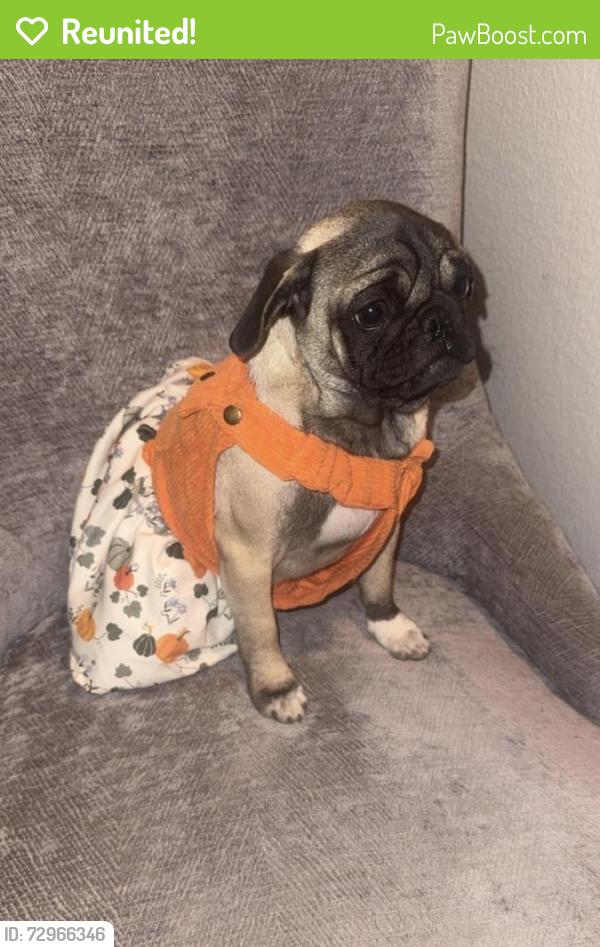 Reunited Female Dog last seen Avenida Gonzalez , Indio, CA 92201