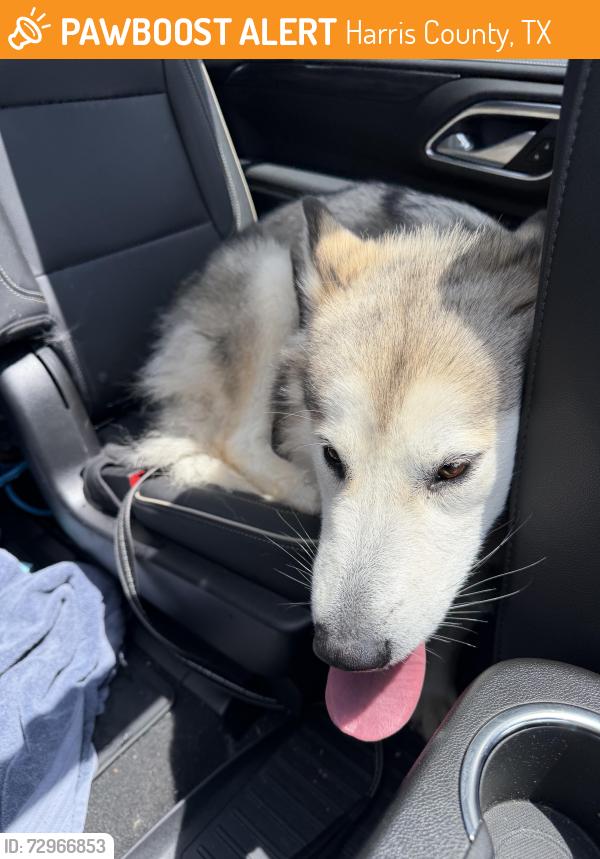 Found/Stray Female Dog last seen Beckendorf, Harris County, TX 77493