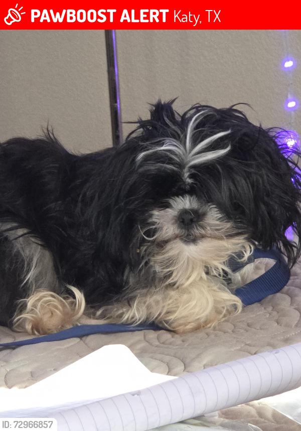 Lost Female Dog last seen Near afton forest lane, Katy, TX 77449