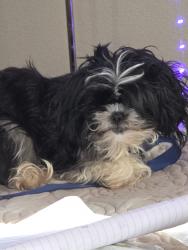 Lost Female Dog last seen Near afton forest lane, Katy, TX 77449
