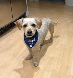 Lost Male Dog last seen Perkins and Carnegie, Redondo Beach, CA 90278