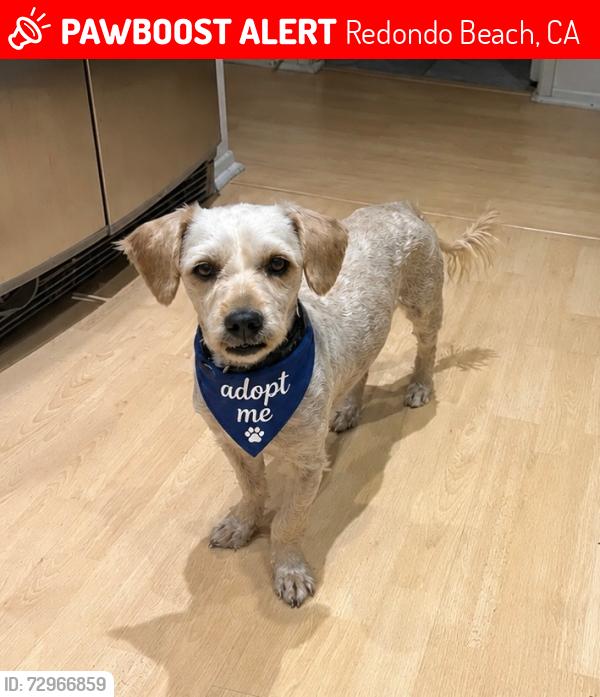 Lost Male Dog last seen Perkins and Carnegie, Redondo Beach, CA 90278