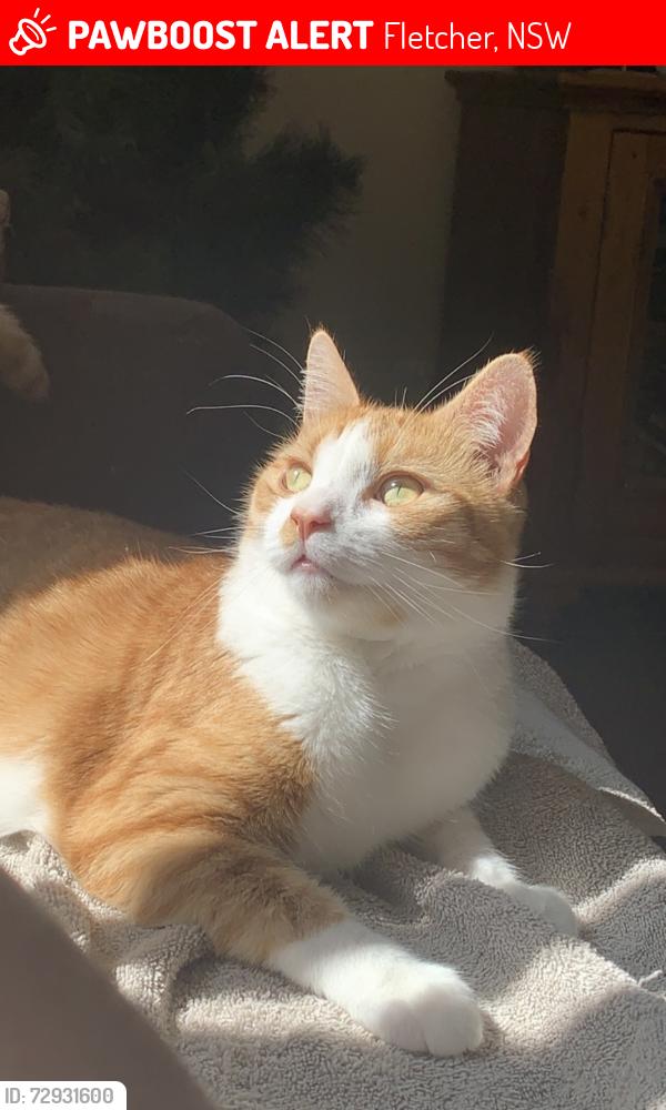 Lost Male Cat last seen Fletcher , Fletcher, NSW 2287