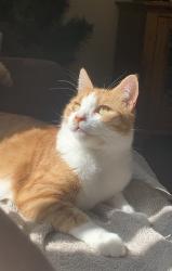 Lost Male Cat last seen Fletcher , Fletcher, NSW 2287