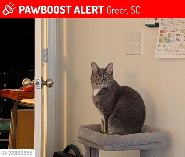 Lost Female Cat last seen Granito Dr and Hammett Bridge Rd, Greer, SC 29650