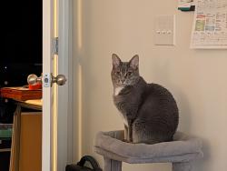 Lost Female Cat last seen Granito Dr and Hammett Bridge Rd, Greer, SC 29650