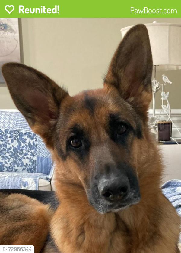 Reunited Female Dog last seen New Bern high school, New Bern, NC 28560