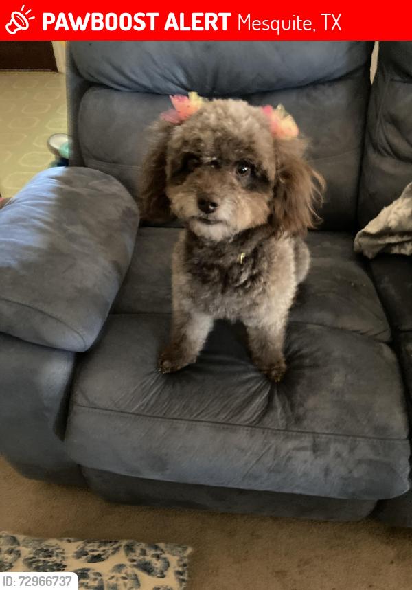 Lost Female Dog last seen Pioneer and Cartwright, Mesquite TX, Mesquite, TX 75149