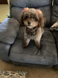 Lost Female Dog last seen Pioneer and Cartwright, Mesquite TX, Mesquite, TX 75149