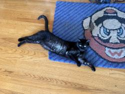 Lost Male Cat last seen Near Kwik Star on 251, Rochelle, IL 61068