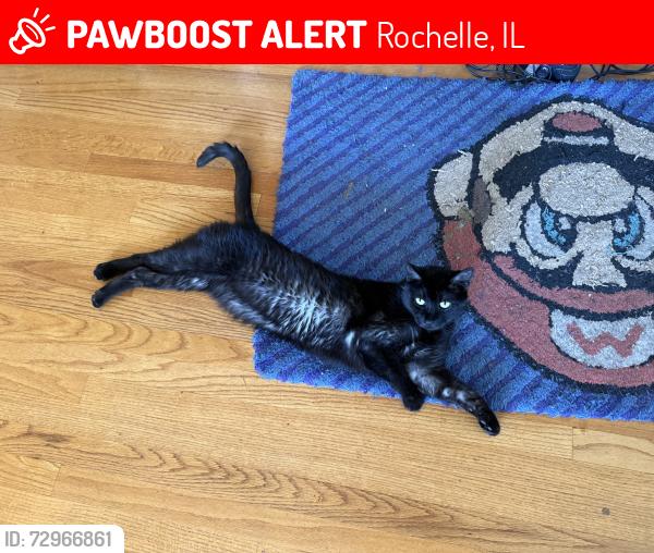 Lost Male Cat last seen Near Kwik Star on 251, Rochelle, IL 61068