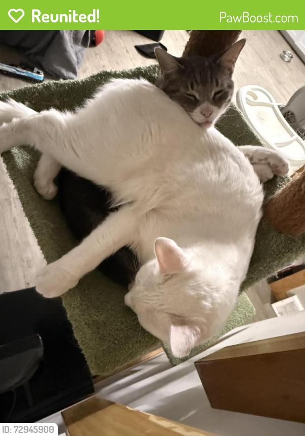 Reunited Male Cat last seen East Dunbar and Dayton Rd, Monroe, MI 48161