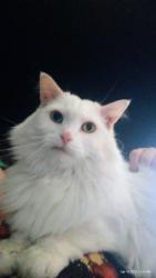 Lost Female Cat last seen 37th st, Evans, CO 80620