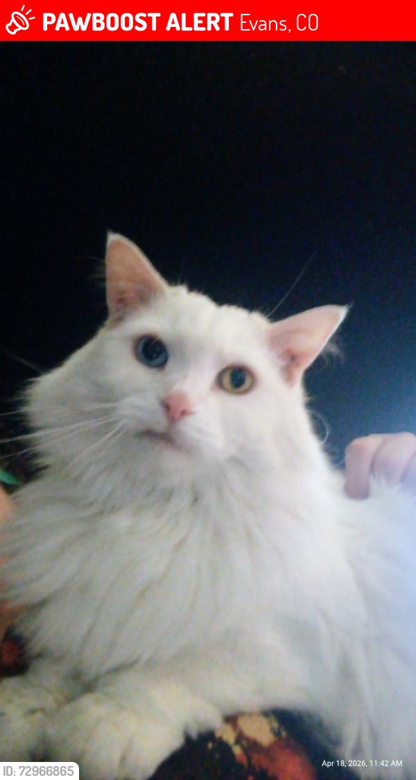 Lost Female Cat last seen 37th st, Evans, CO 80620
