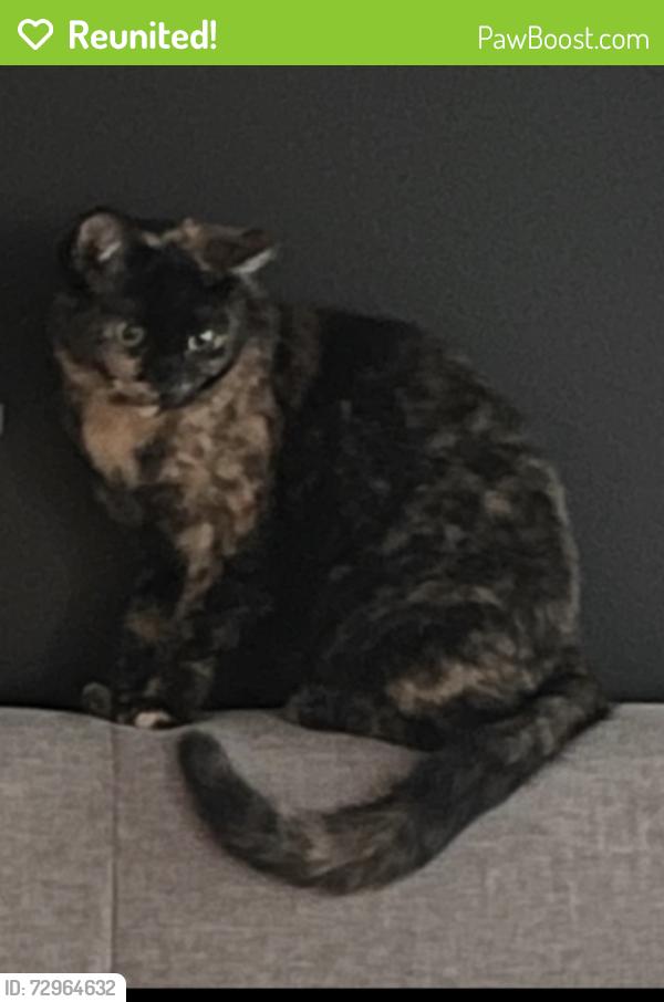 Reunited Female Cat last seen Grand Ave and Columbus St in Windsor CO, Windsor, CO 80550