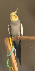 Reunited Male Bird last seen  W. Range & 57th- 60th area, Brown Deer, WI 53223