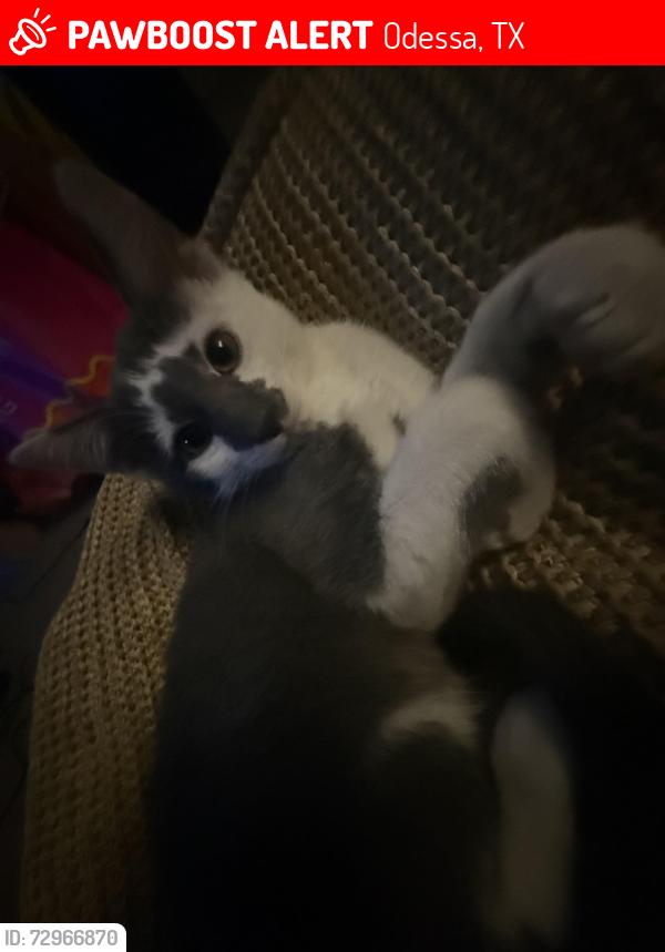 Lost Male Cat last seen West Helm st , Odessa, TX 79764