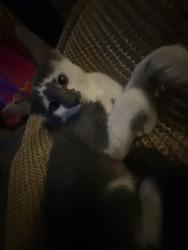 Lost Male Cat last seen West Helm st , Odessa, TX 79764