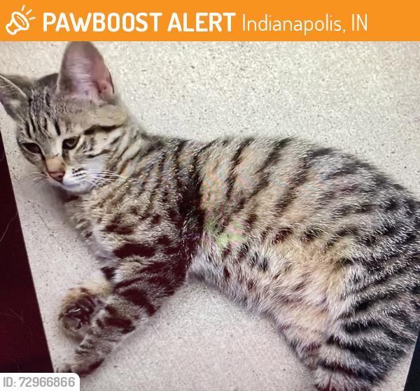 Found/Stray Female Cat last seen Shiloh Creek Way, Indianapolis, IN 46234