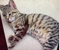 Found/Stray Female Cat last seen Shiloh Creek Way, Indianapolis, IN 46234