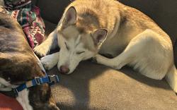 Reunited Female Dog last seen Near E Prentice Cir, Centennial, CO 80015, USA, Centennial, CO 80015