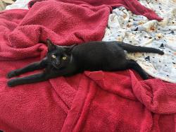 Lost Male Cat last seen Near Kwik Star on 251, Rochelle, IL 61068
