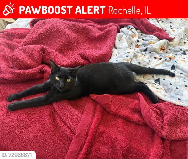 Lost Male Cat last seen Near Kwik Star on 251, Rochelle, IL 61068