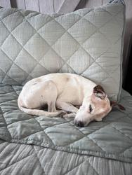 Lost Female Dog last seen Haven Ridge Dr & Market center , Rockwall, TX 75032
