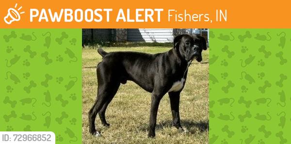 Found/Stray Unknown Dog last seen Allisonville & 146th - south side of 146, along fence, Fishers, IN 46038