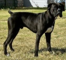 Found/Stray Unknown Dog last seen Allisonville & 146th - south side of 146, along fence, Fishers, IN 46038