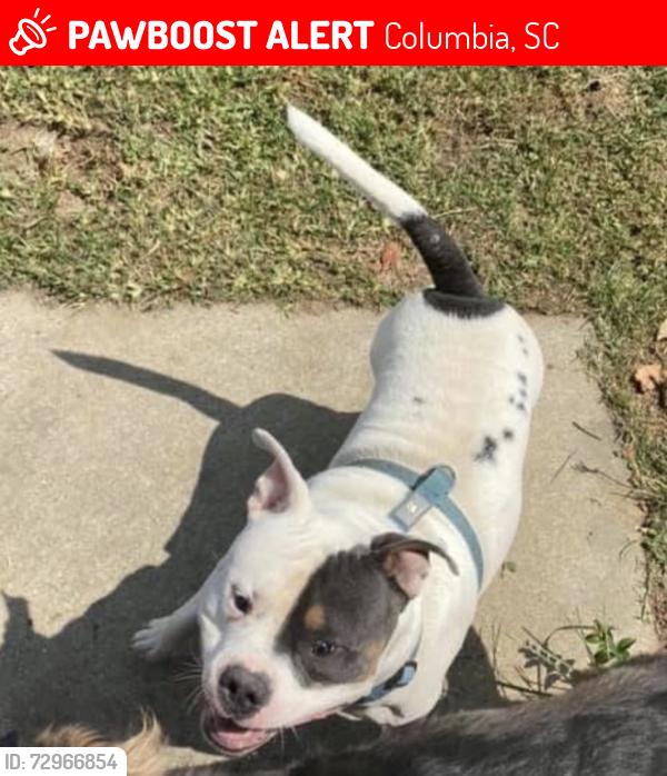 Lost Male Dog last seen Creekfield and Winslow Way. , Columbia, SC 29229
