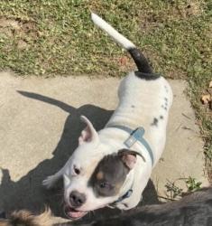 Lost Male Dog last seen Creekfield and Winslow Way. , Columbia, SC 29229