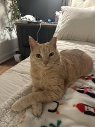 Lost Male Cat last seen Irongate drive. Lancaster sc 29720, Lancaster County, SC 29720