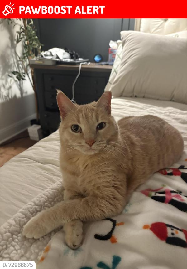 Lost Male Cat last seen Irongate drive. Lancaster sc 29720, Lancaster County, SC 29720